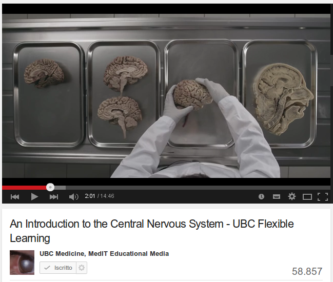 L’anatomia del cervello