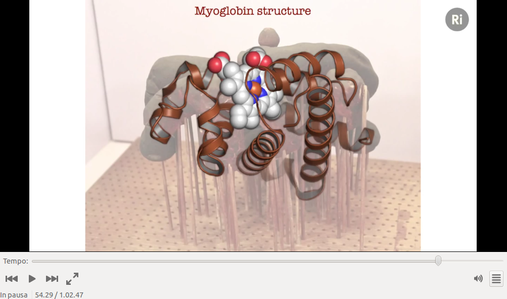 La prima proteina la cui struttura e' stata decifrata.