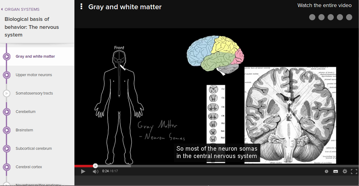 Anatomia del cervello