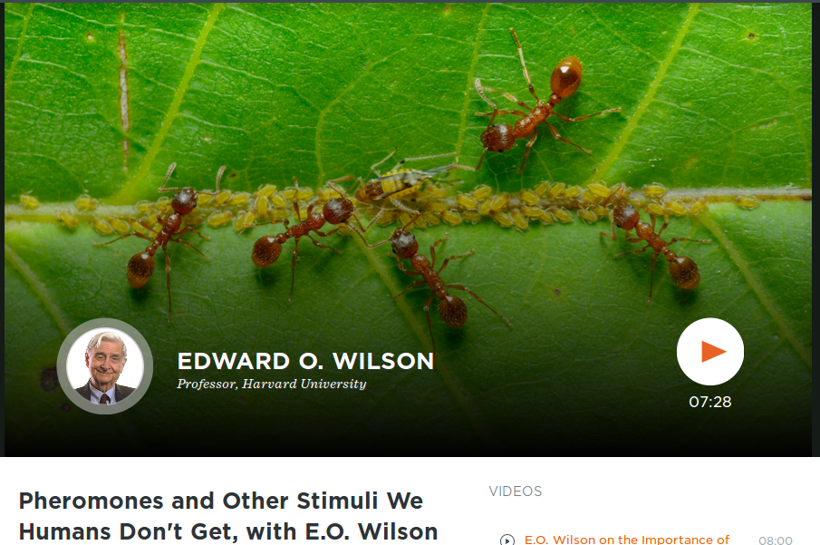 Pheromones and Other Stimuli We Humans Don't Get, with E.O. Wilson