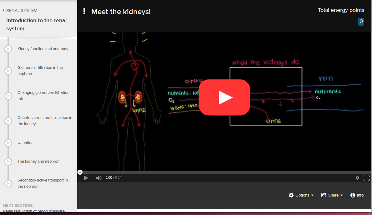 The renal system